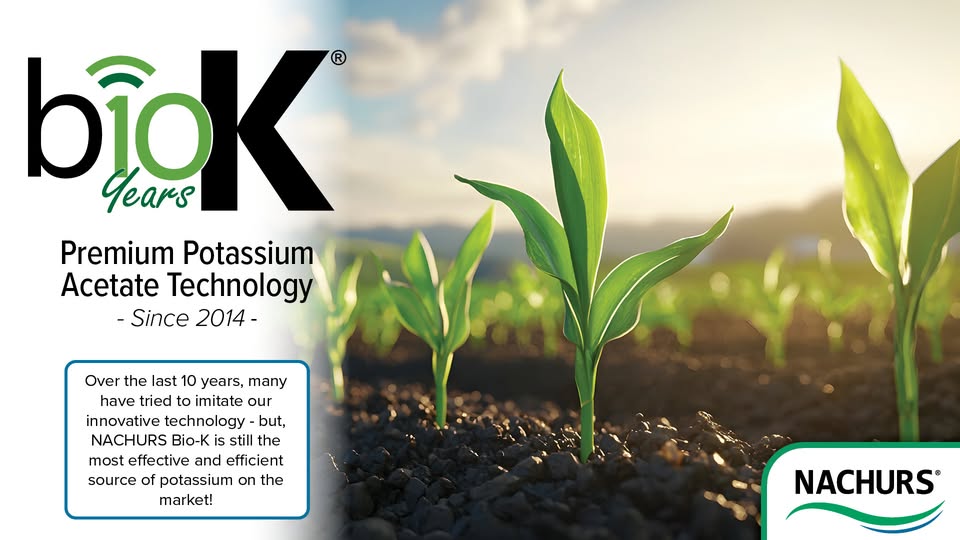 NACHURS Bio-K continues to be the most effective and efficient source of potassium! NACHURS Bio-K products offer several benefits, including faster germination, enhanced root development, and improved tolerance to abiotic stress.🌽

 Learn more at➡️ nachurs.com/bio-k
