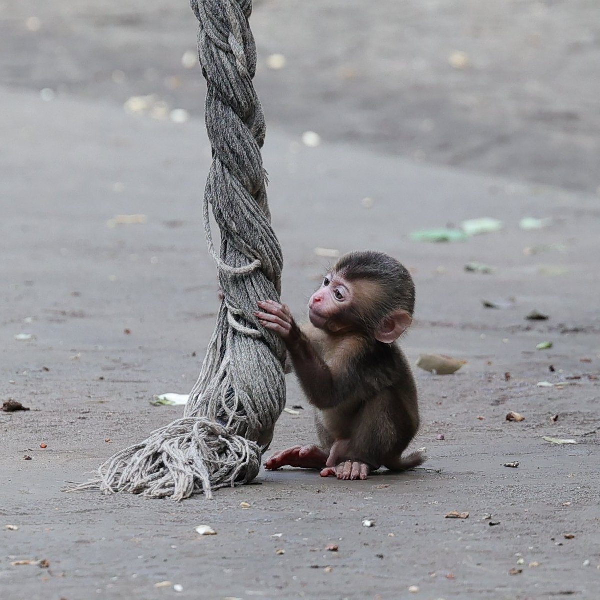 ソロ活動始めました！
ロープ気になるね～
20250706 sun
#ズーラシア #zoorasia #よこはま動物園
#ニホンザル #japanesemacaque #monkey
2881.2891