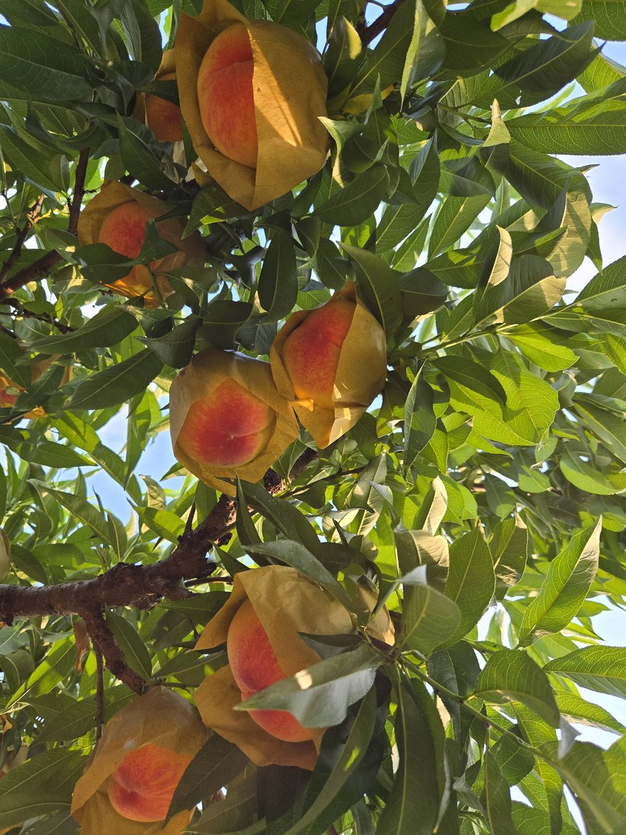 오늘 수확이 끝났다. 머리가 어질어질...
