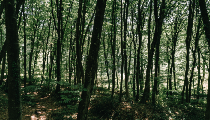 1t_org_US's tweet image. We all know WHY reforestation is important, but how can it be done in a way that is most beneficial?
New research from @nature_org puts it in context.
us.1t.org/stories/puttin…
