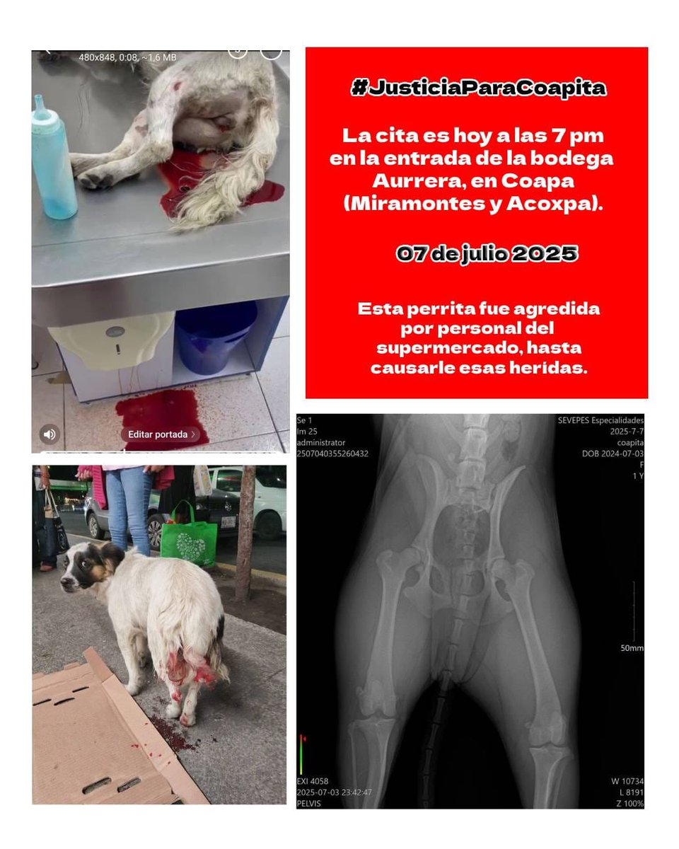 magenta2209's tweet photo. @Gabyosoriohdz favor de atender un caso de violencia animal. Esta perrita fue agredida salvajemente el viernes pasado cuando se refugiaba de la lluvia en el Bodega Aurrerá en Villa Coapa. La vecinos salieron a pedir justicia y no dan la cara. https://t.co/gwFrVLol68