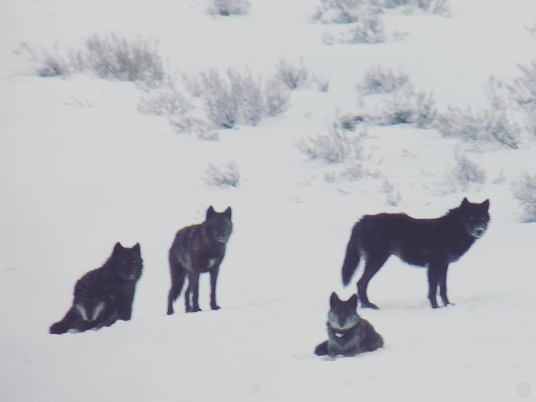 WolfTracker1 tweet picture