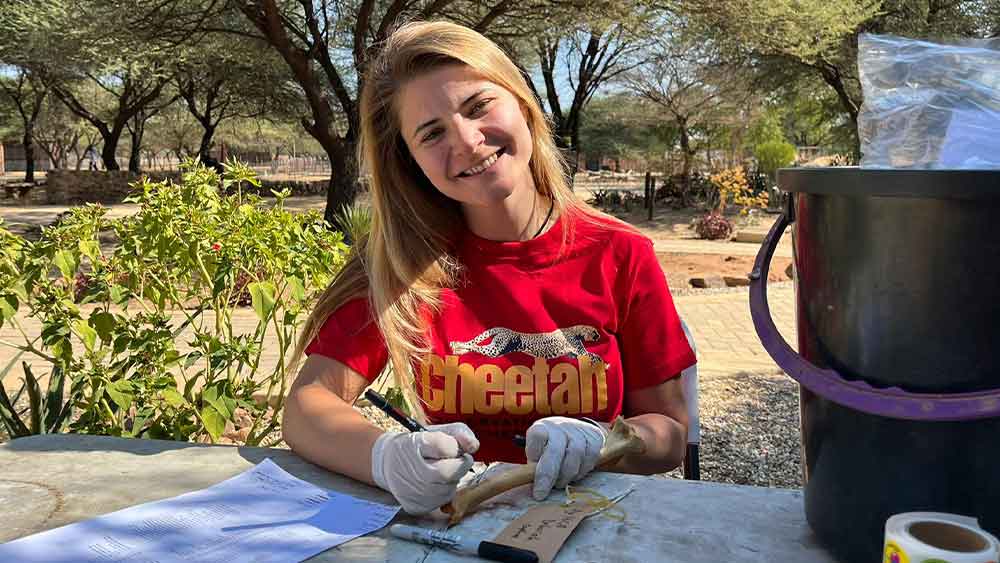 CCFCheetah's tweet image. A newly published veterinary case report documents lead poisoning in a rehabilitated cheetah - and raises concerns about risks associated with lead ammunition in wildlife conservation programs.
Read more:
cheetah.org/ccf-blog/resea…