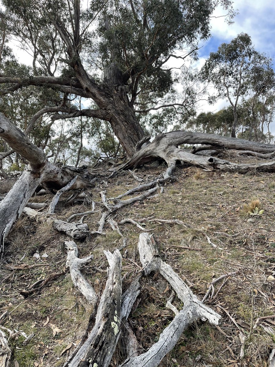 1 of 2. Look at this beauty my must-be-lovely #thicktrunktuesday compatriots. It’s near my brother’s place in the Burra Valley near Queanbeyan and Canberra, Australia.