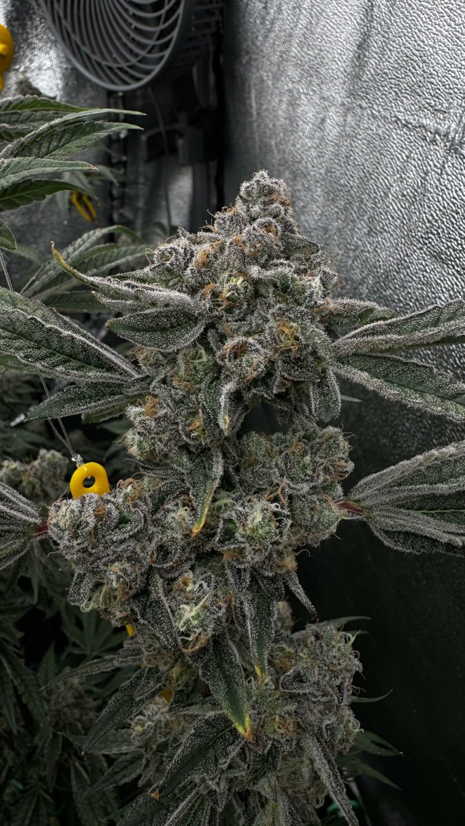 RedVelvetStrain's tweet image. Dirty Grape ๐
Currently on Day 63, needs another week.
Pretty sticky and smells like a dusty basement and dry wine in my opinion