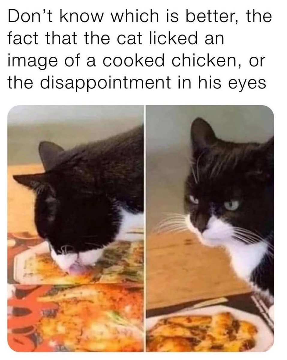 Snotz Casebere (@snotzthecat) on Twitter photo 🙀🙀🙀 🙀🙀🙀