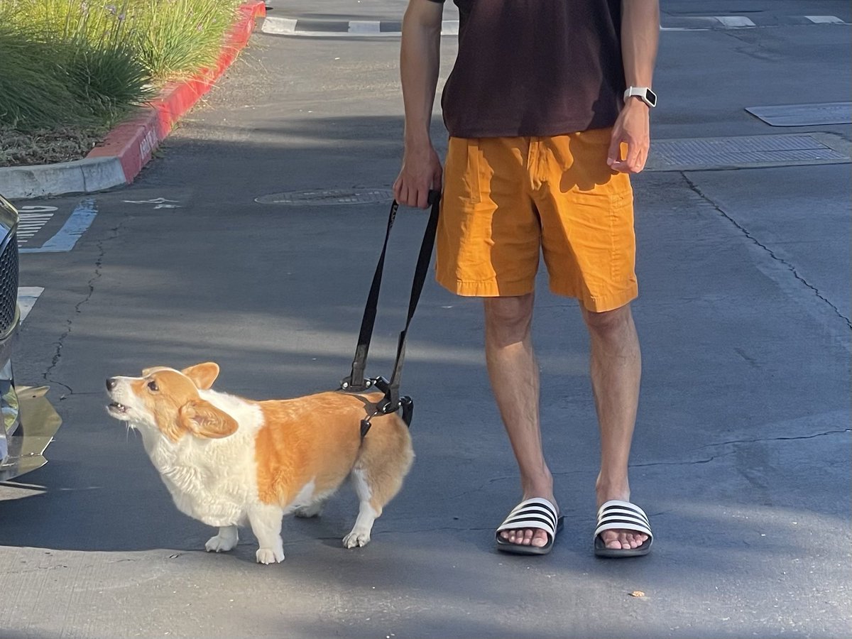AnaTheCorgi's tweet image. Will get used to it🐾
#corgicrew