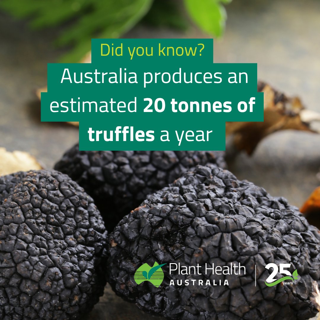 🌱 Did you know Australia is the world’s fourth largest producer of black Périgord truffles? 💎

Our cool-climate regions produce around 20 tonnes a year, supplying high-end restaurants and export markets worldwide. But this success depends on strict biosecurity to keep soils