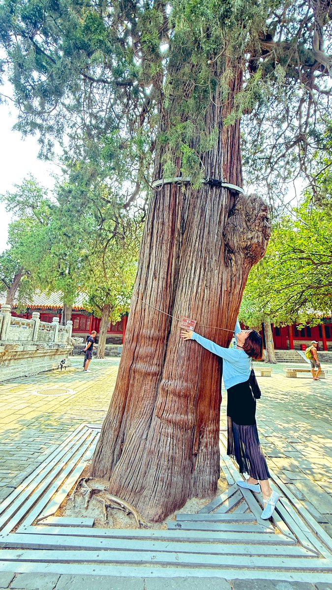 📍曲阜・孔廟
樹齢なんと2100年の古木に出会いました🌳✨

中国三大古建築群のひとつ「孔廟」の中にある、歴史ある大きな柏の木。
紀元前からここに立ち続けていると思うと、胸がいっぱいになります。