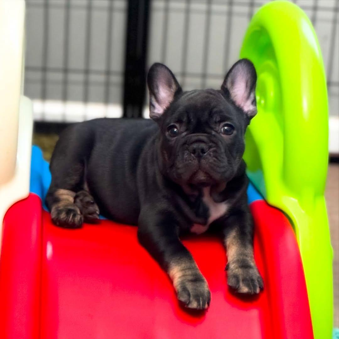 Frenchiessquad's tweet image. Meet our little adventurer, taking a break on the red slide! 🐾❤️ This black French bulldog puppy knows how to enjoy life. What’s your pup’s favorite playtime spot? Share in the comments! #FrenchBulldog #PuppyLove #PlaytimeFun