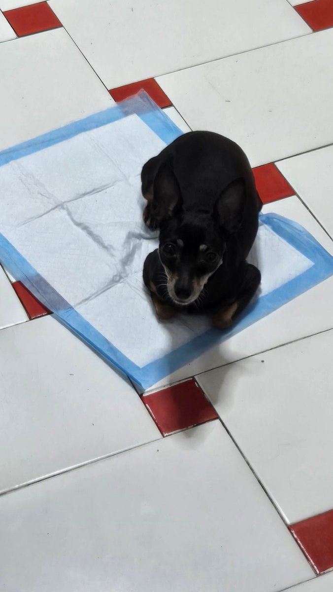 hiddfraka's tweet photo. @whossmeryy Le compramos empapadores porque últimamente le da por mear donde la nevera 
Me he encontrado esto al entrar a la cocina 
😭
(ella tiene como 3 camas) https://t.co/tqKfCmmv3t