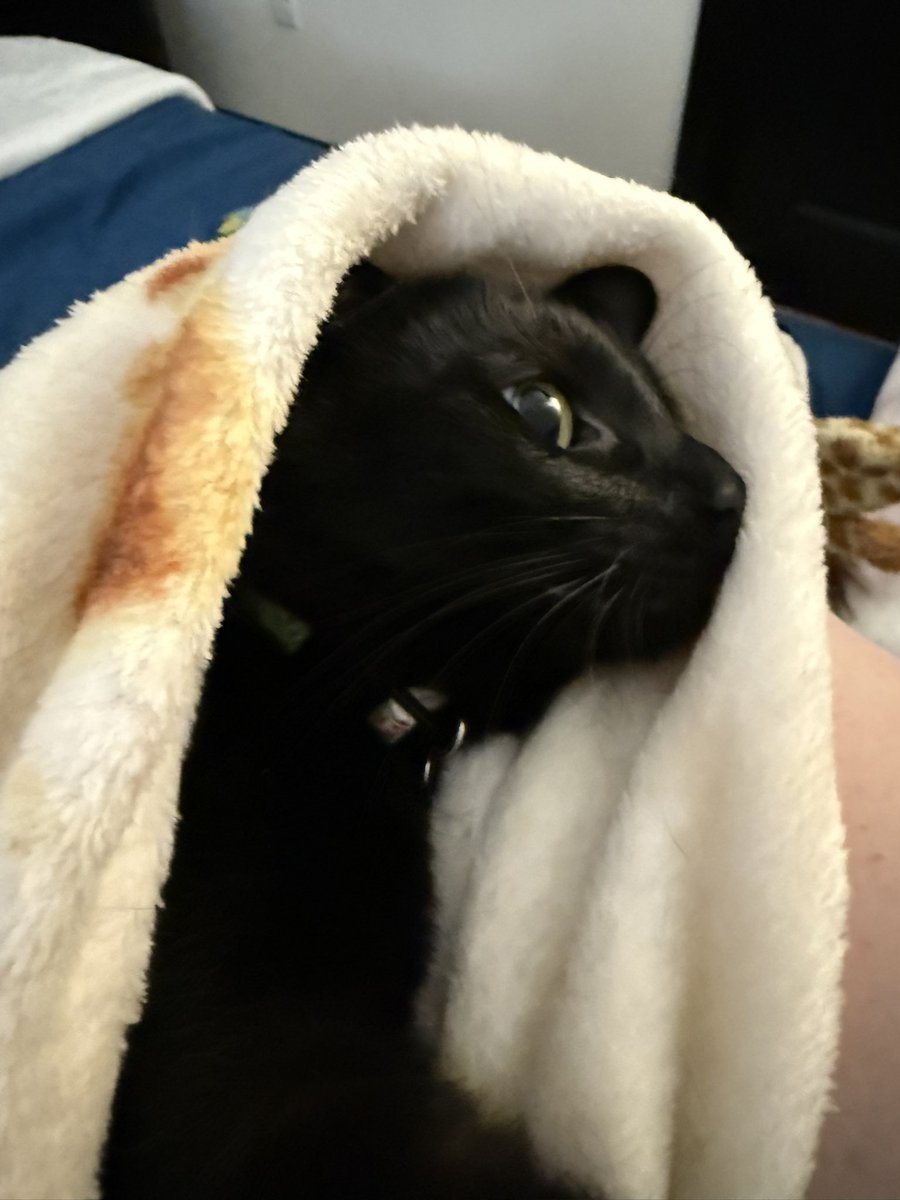 BleedBlue1986's tweet image. The DRAMA from these two black cats when they need their nails trimmed.

Below, you’ll see a Bean Purrito (Wren) after wrestling me for 10 minutes.

Vader was easier to trim, but about took out the entire sink of dishes when we finished. (She now smells like beefy ramen water.)