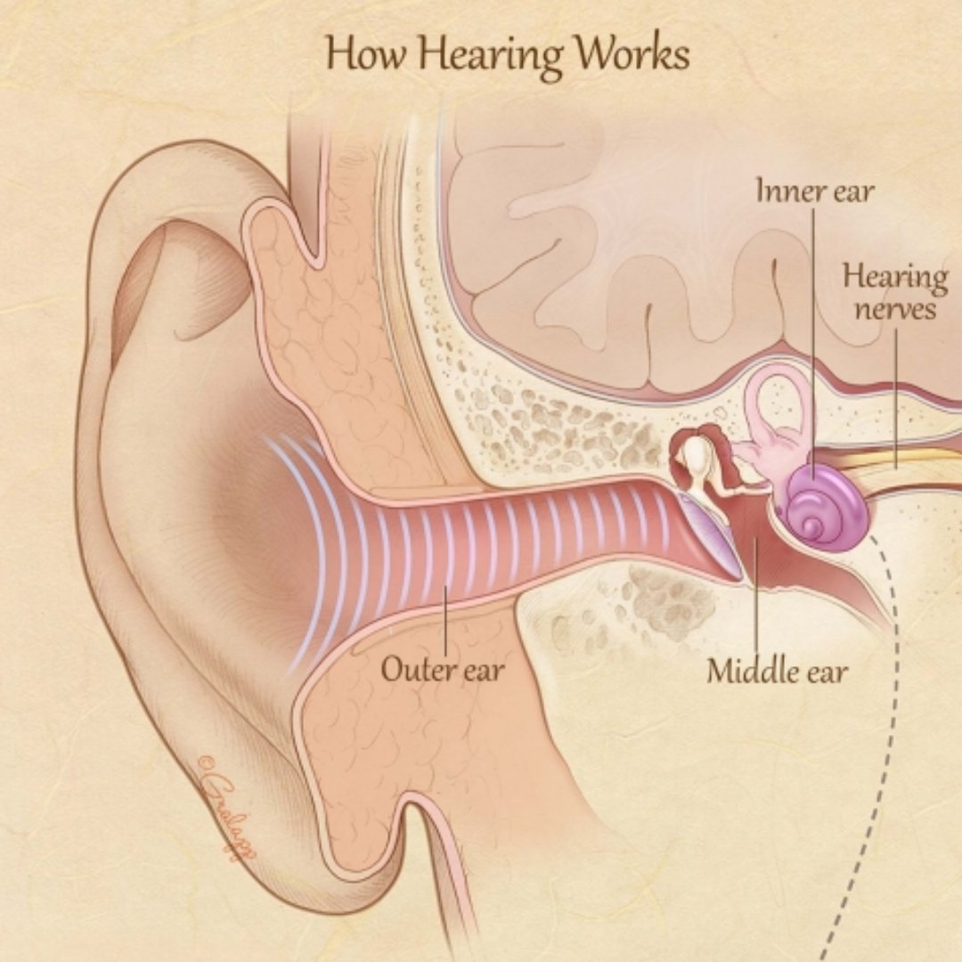 👂 Ever wondered how we hear? Sound causes vibrations that are converted into electrical signals sent to the brain. Damage to any part of this pathway can lead to #hearingLoss. 
Learn about our efforts to diagnose &amp; treat hearing loss. sichl.stanford.edu
#SICHL #Research