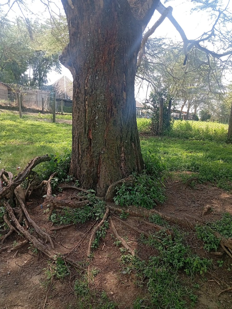 VincentMaloba's tweet photo. @keeper_of_books Good morning my dear friend and tree lover Adam!Happy #ticktrunktuesday https://t.co/kmedbyaE9U