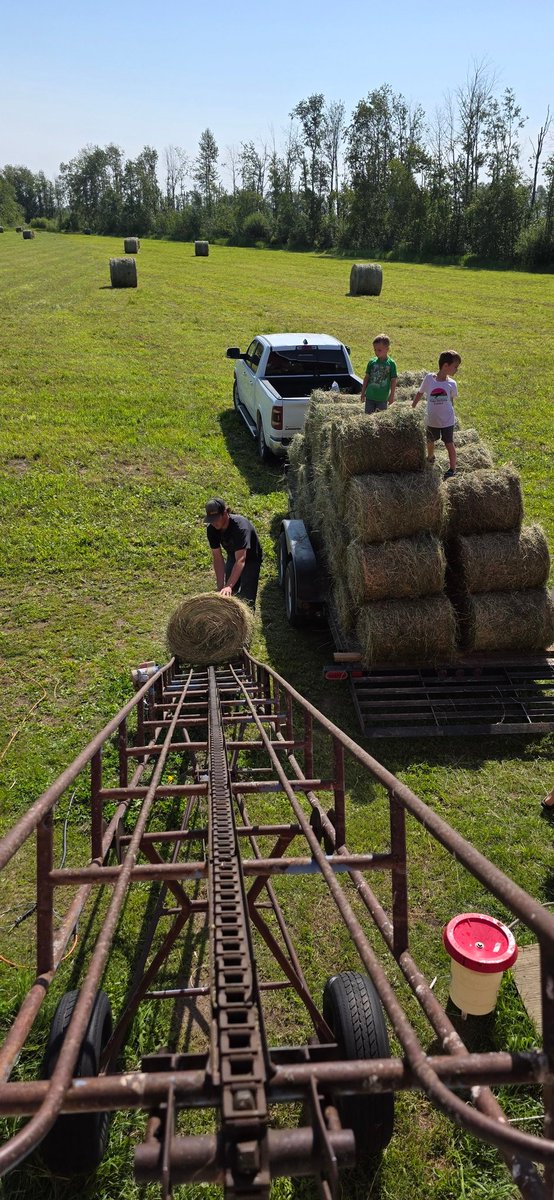 sdjmaxwell's tweet image. Cut and baled 300 mini round bales for no better reason than we had a small plot of land & the seed, and wanted to make use of it.
Very easy to see why the ol' boys and girls were all in such good shape, working hard to feed their flock and their families continually!
#Respect