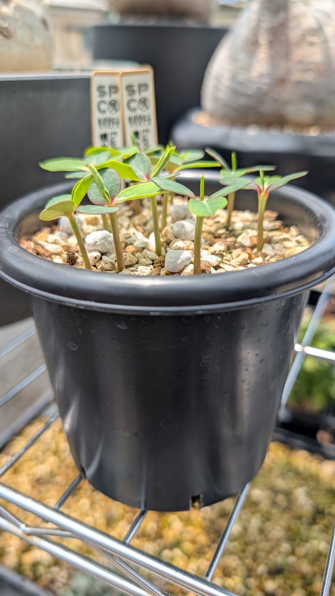 草小僧@EARTH DROPS tweet media