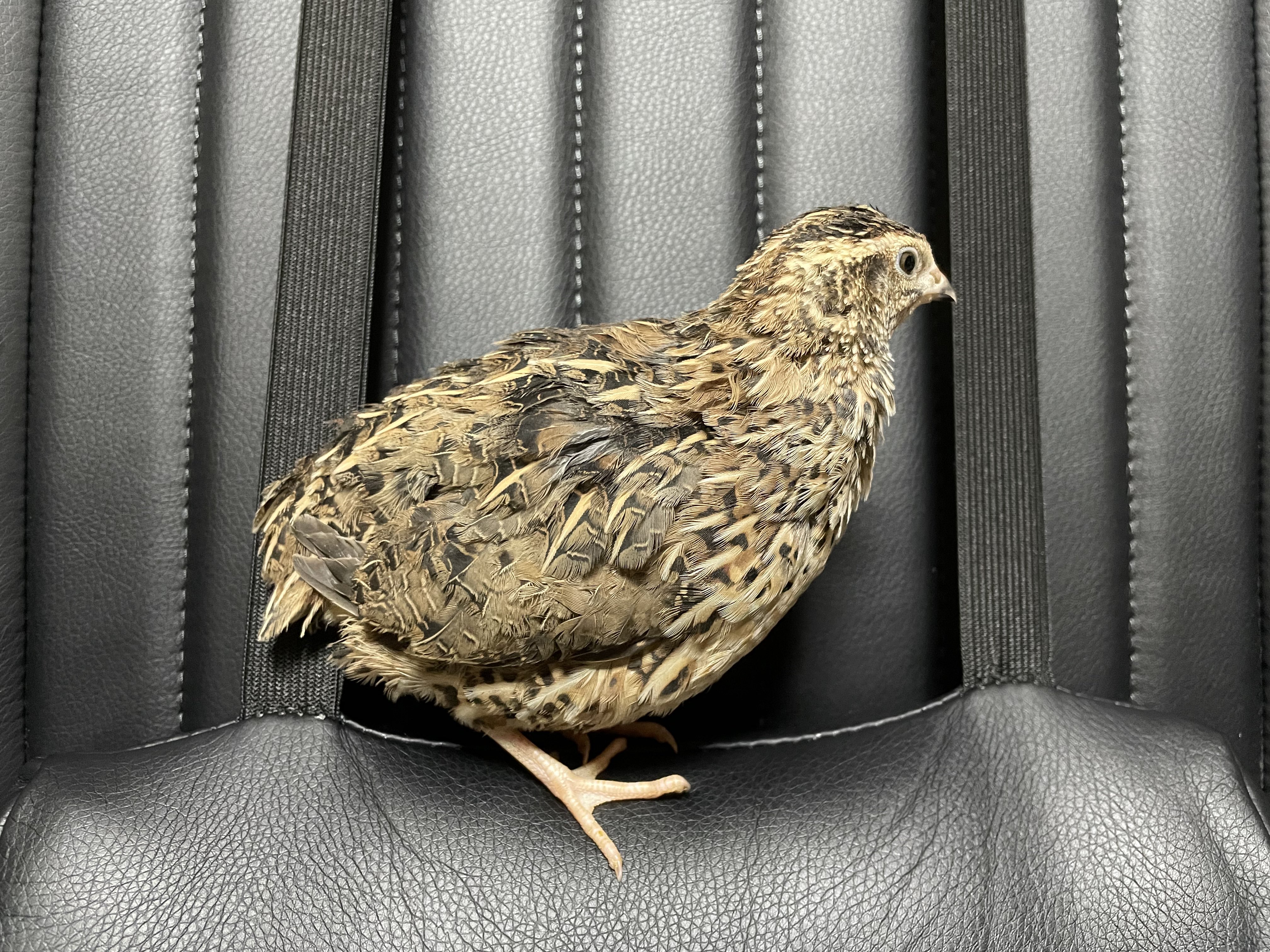 おーちゃんページ High Quality Auto Oxygen Sensor for Ford F09z9f472c