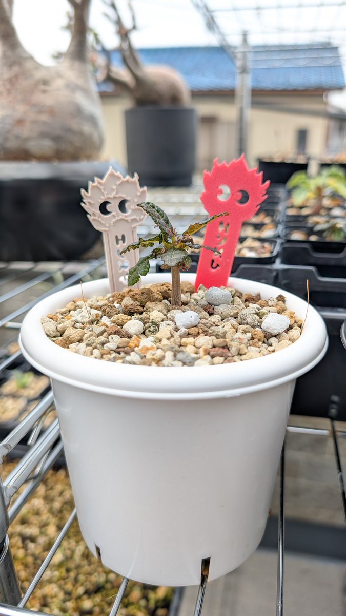 草小僧@EARTH DROPS tweet media