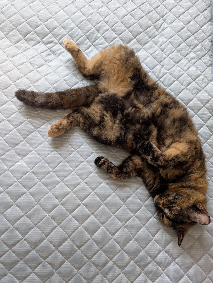 ꜀(  ꜆-ࡇ-)꜆ｸﾞﾃﾞｰﾝ