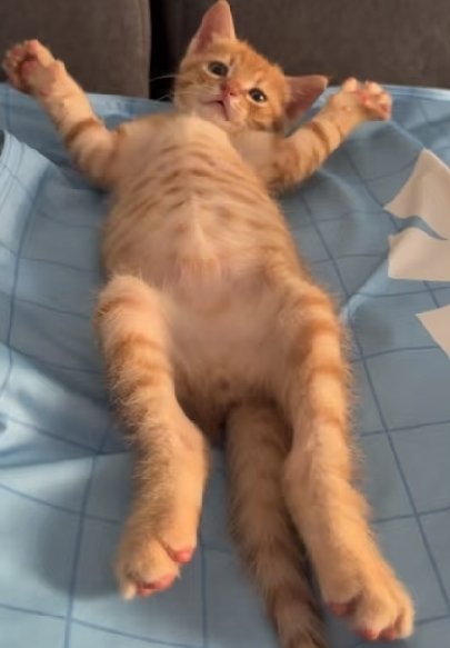 stickydacat's tweet photo. TUMMY TUESDAY https://t.co/m9nuvfCws9
