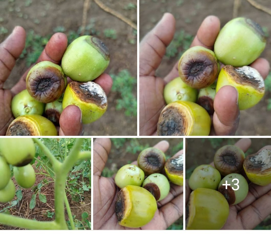 Obongo farmer βοΈβοΈ π₯ (@niyopatrico) on Twitter photo Dear farmers and freinds this is another experience in Agriculture about farm management
<a href="/niyopatrico/">Obongo farmer βοΈβοΈ π₯</a> Dear farmers and freinds this is another experience in Agriculture about farm management
<a href="/niyopatrico/">Obongo farmer βοΈβοΈ π₯</a>