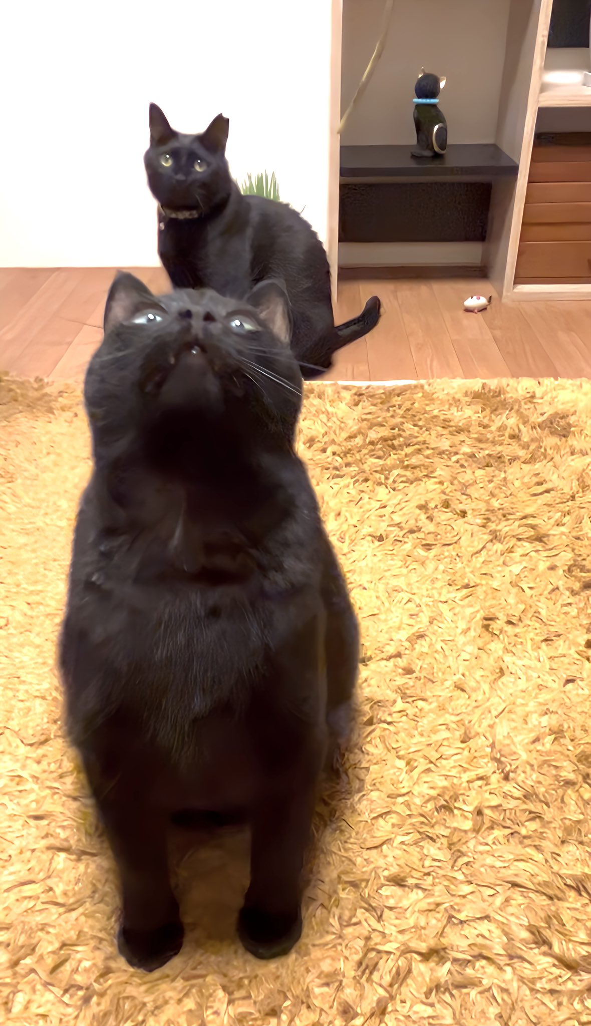 黒猫0619 みけさん・くろさん on X: 