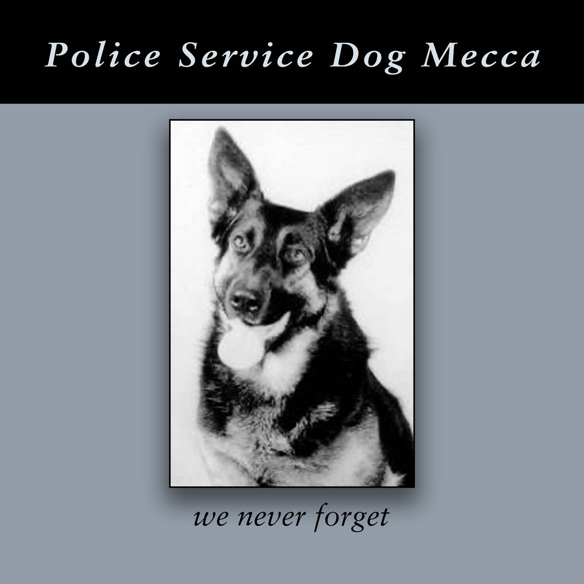 VPDChiefRai's tweet image. On July 7, 1988, Police Service Dog Mecca was pursuing a wanted suspect with his handler, Constable Mike Lynch. Mecca was struck by a vehicle. He was rushed to hospital, but did not survive.
Learn more: ow.ly/BHnK50Wm4LX
#NeverForget #EOW