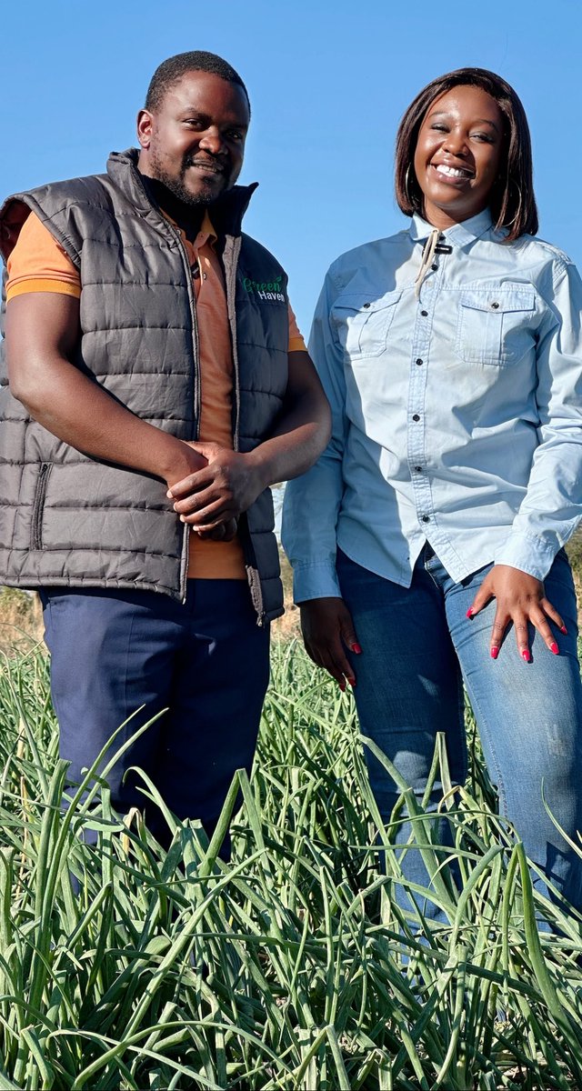 Red onions production : The Africa Red Variety from Syngenta . Special thanks to Kudakwashe Mugwagwa the Country Manager Syngenta for making this trip possible  . Tinotenda