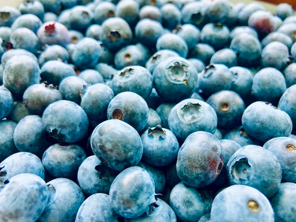 今年のブルーベリーの出荷が始まりました✨暑い毎日ですが収穫頑張ってます🌞