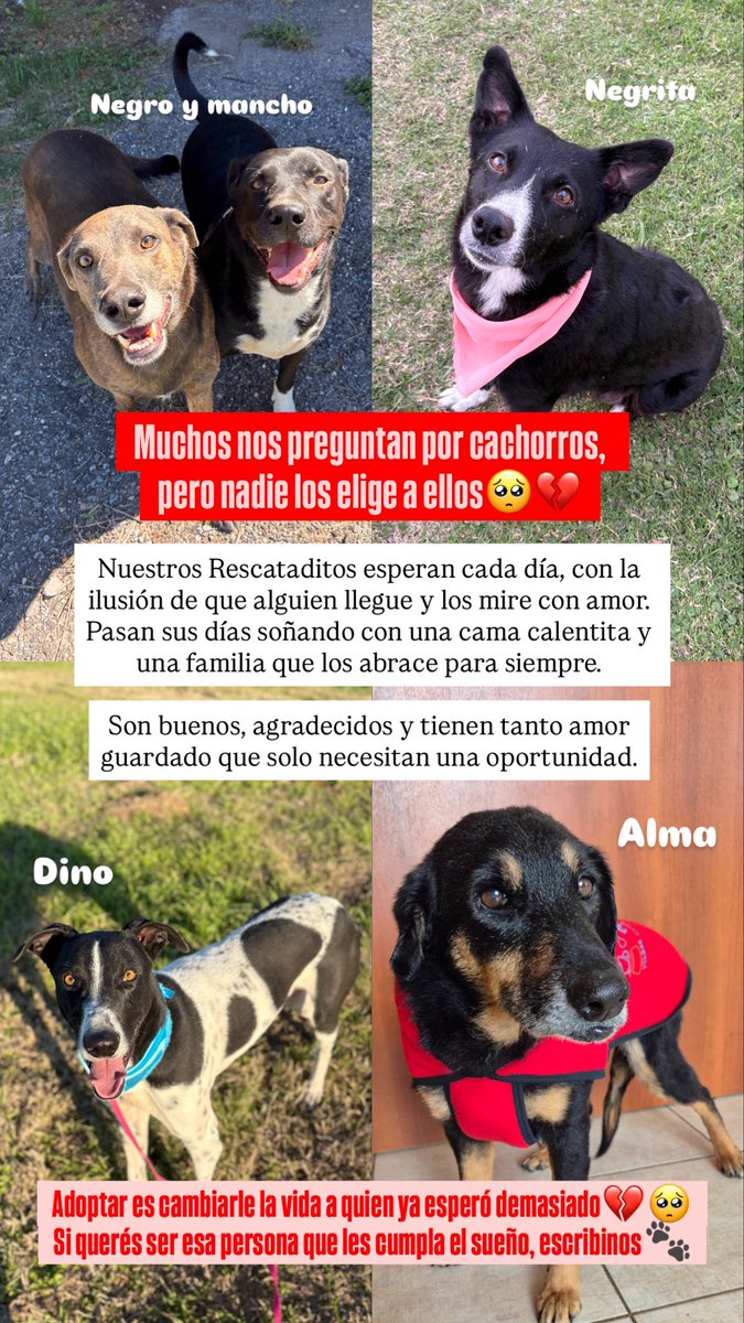 RescataditosF's tweet image. Ellos también merecen tener una oportunidad 💔🥺
@aaguvolpato