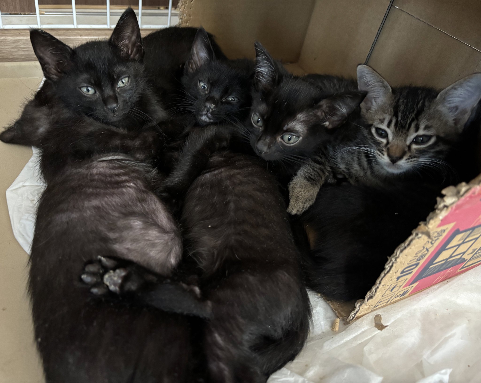 黒猫 高野 ピーター | 🐈‍⬛our black cat我が家の黒猫トム