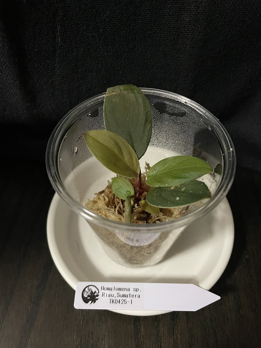 Homalomena sp. Riau Sumatera TK0425-1 赤 【公式通販】