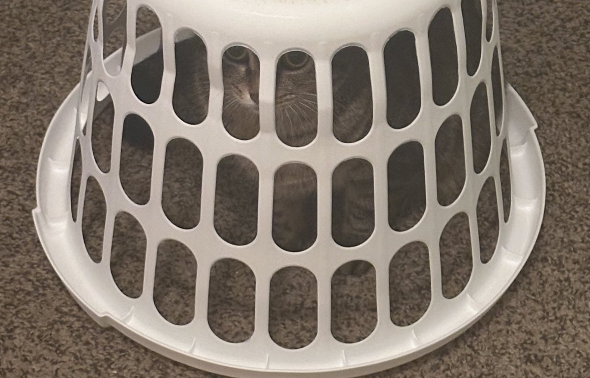 CecelFrost's tweet image. 1 like and you can help Mowmow get out of cat jail 🙏