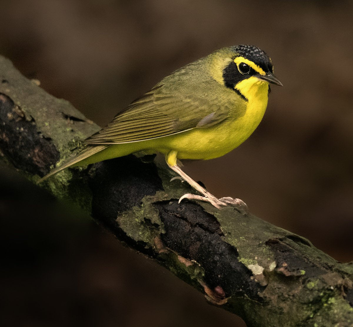 frpaulkammen's tweet image. A Kentucky Warbler from Wyalusing State Park in Prairie du Chien, Wisconsin. He was on a nice perch for a bit that June morning. #birds #birdphotogrpahy #warblers
