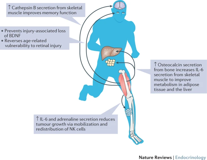 💪🏻 Ejercicio: la medicina que tu cuerpo reconoce al instante
4 estudios clave revelan cómo el ejercicio no solo previene, sino modifica procesos moleculares en tu cuerpo:
🧠 Mejora la memoria (cathepsina B)
🦴 Regula el metabolismo (osteocalcina-IL6)
🦠 Disminuye tumores (células