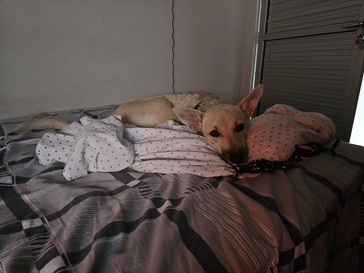 MASHlNO's tweet photo. Acabei passando tanto tempo sem postar aqui, que faltou a Kira na minha timeline, sim eu peguei outro cachorro na rua 💘 https://t.co/ktzKqwOhIV
