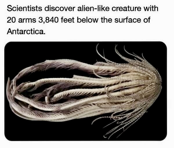 AstroMonkeyOne's tweet image. Cthulu!!!!!!!