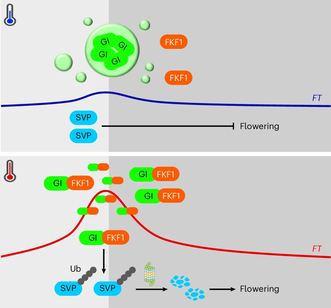 NaturePlants's tweet image. New Article: "High-temperature-induced FKF1 accumulation promotes flowering through the dispersion of GI and degradation of SVP" rdcu.be/evfAY
GI forms an inactive nuclear condensate that is dispersed at high temperatures by FKF1 binding to GI’s disordered region.