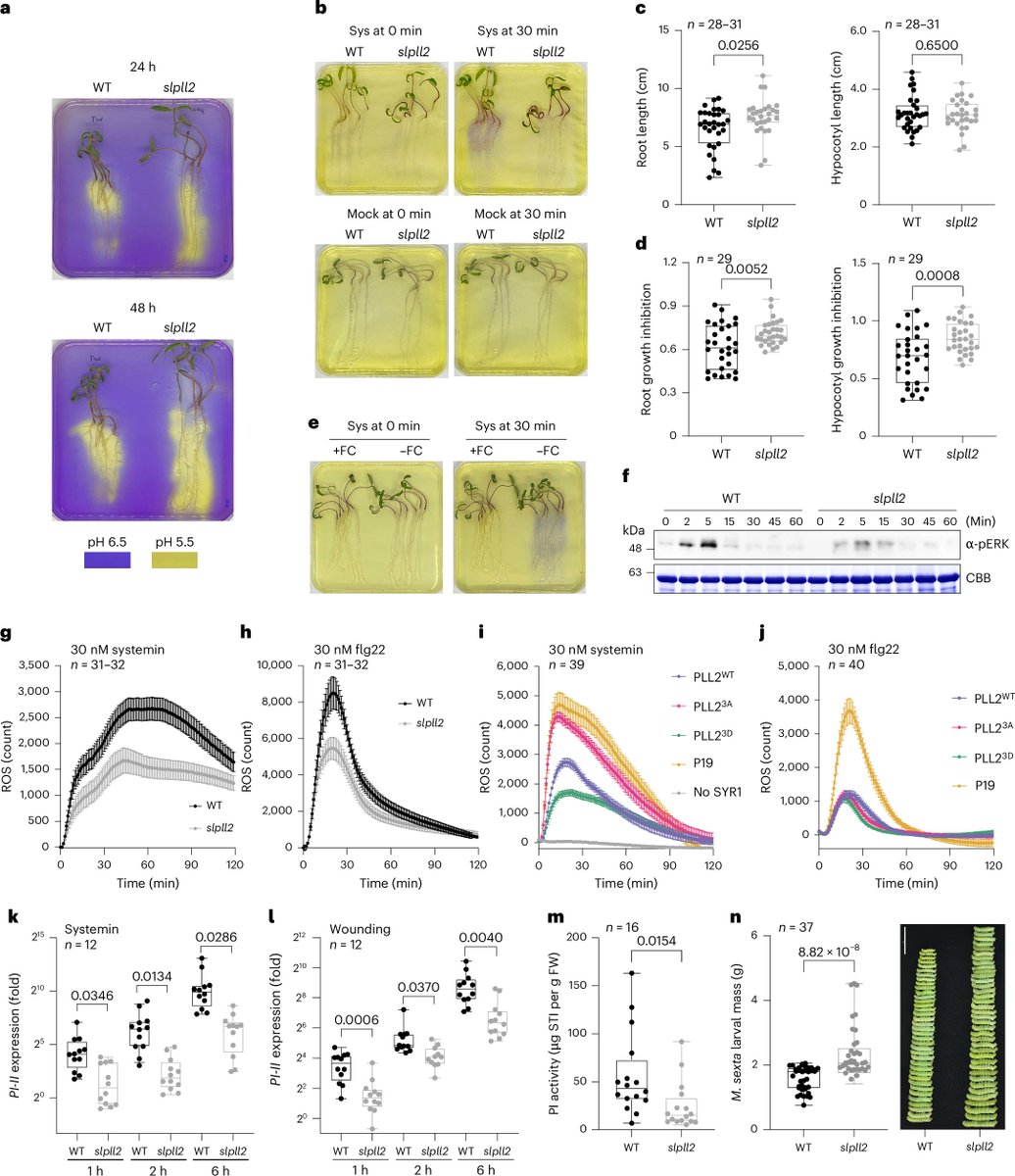 NaturePlants's tweet image. New OA Letter: "Poltergeist-Like 2 (PLL2)-dependent activation of herbivore defence distinguishes systemin from other immune signalling pathways" rdcu.be/evfC4
Phosphatase PLL2 regulates proton pump activity at the PM and is required for insect resistance.