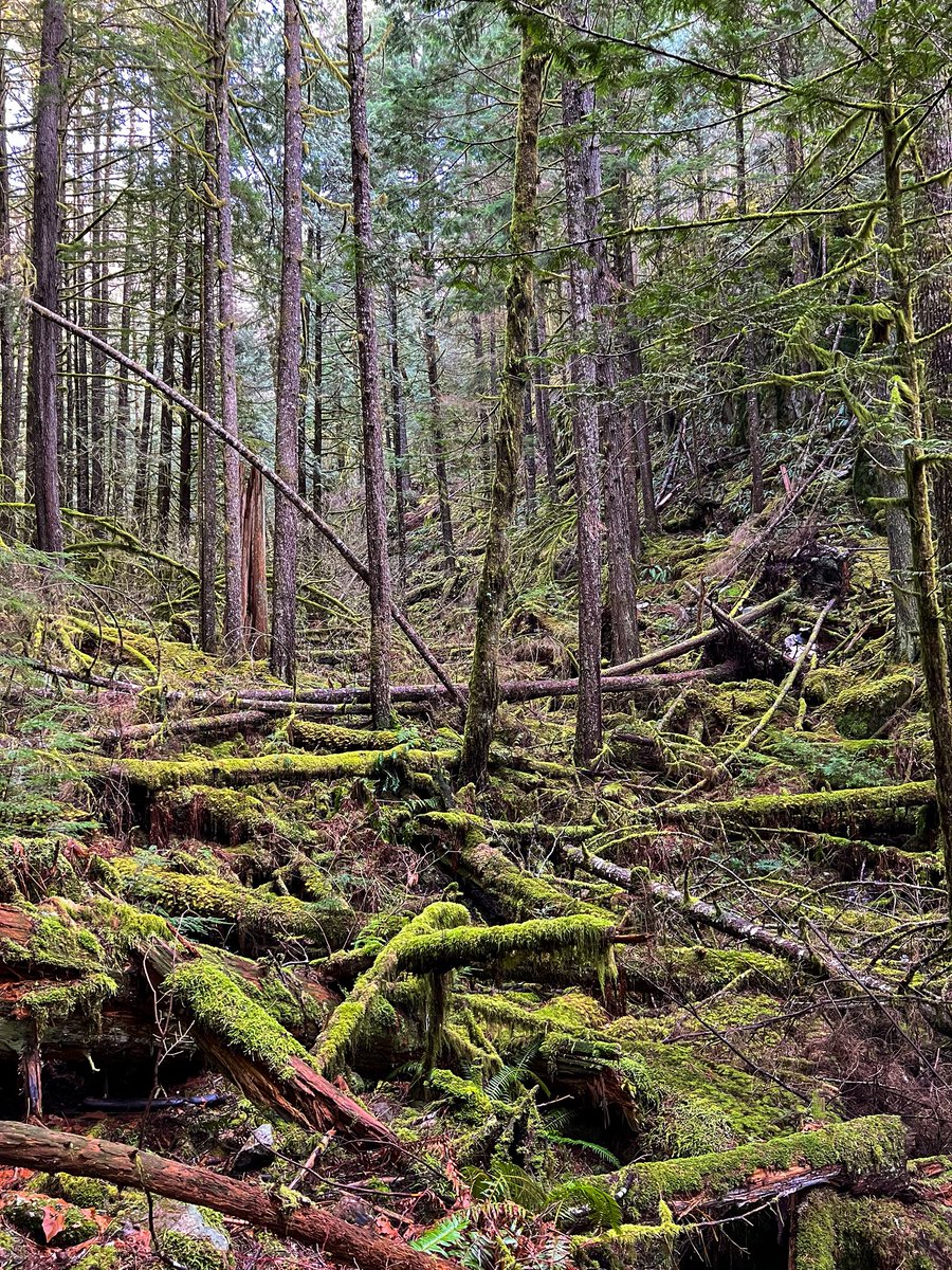 Fallen trees with moss growing in the backwoods.

🎧: music.youtube.com/playlist?list=…

#hiking #backcountry #naturephotos