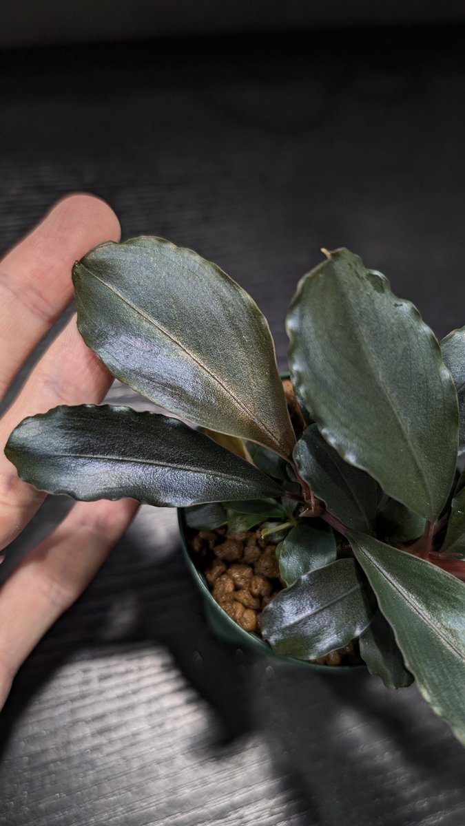 【実生ブセ】Bucephalandra cv.\"AL-hyb.004\" Yahoo!オークション - 【実生ブセ】Bucephalandra cv.AL-Hyb.004