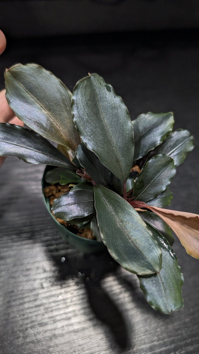 【実生ブセ】Bucephalandra cv.\
