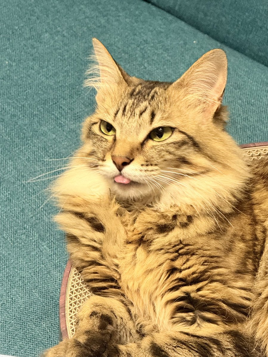 珍しくベロしまいわすれてた
かわいすぎ

#今日のにゃとぴ  
#猫のいる暮らし𓏲𓎨 #cat 
#ねこかわいいね