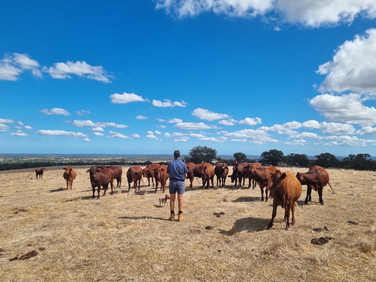 WALRC1's tweet image. What a great pic of Ash Dowden, our generous host for Livestock Matters in Gingin. Ash and Debbie showed us around their property &amp;amp; introduced us to the stars of the show, their cattle! Event prep is underway and we’re getting excited with just weeks to go walrc.com.au/events/