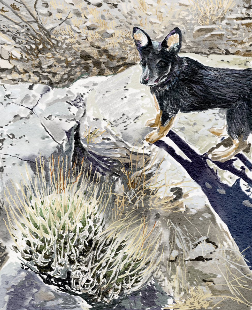 Taknoah's tweet image. #hiddenagave