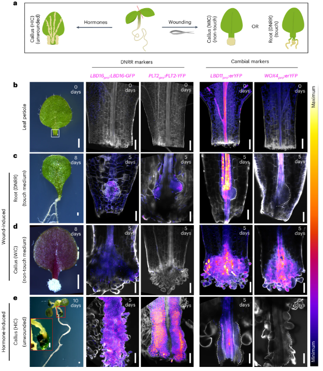 NaturePlants's tweet image. New OA Article: "Water availability positions auxin response maxima to determine plant regeneration fates" rdcu.be/evfFF
High water availability induces root regeneration whereas low water availability triggers callus formation via stress hormones...