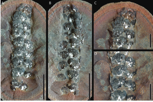 ESCONI's tweet image. Mazon Monday #277: Sphenophyllales from the Mazon Creek flora (Upper Moscovian: Illinois, USA) #fossils #paleontology #MazonMonday #MazonCreek #paleobotany #sphenophyllales #horsetails
esconi.org/esconi_earth_s…