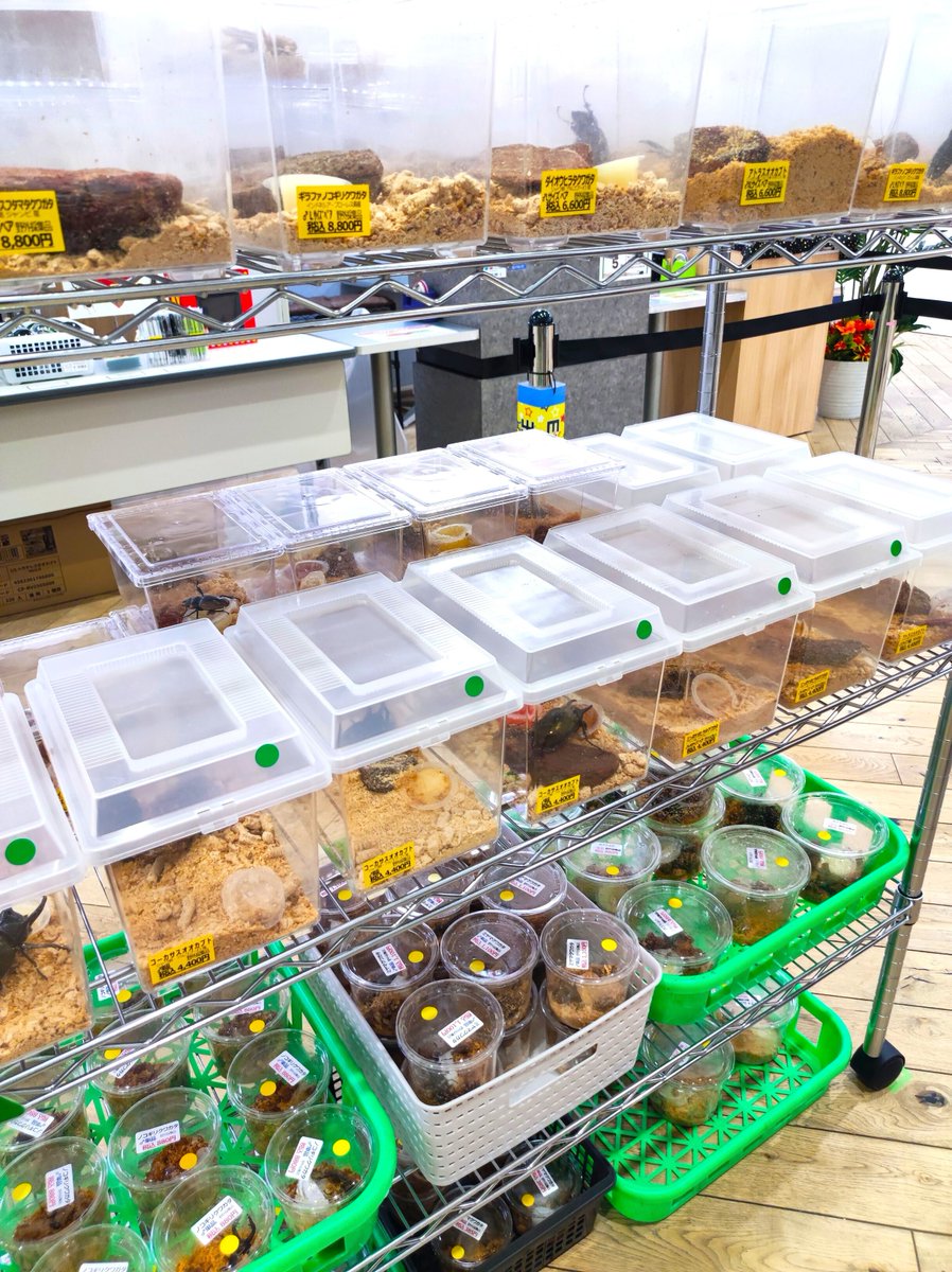 joypolis_event's tweet image. #カブクワ台場 🌳
物販コーナーでは
たくさんのカブト＆クワガタの生体を販売中🤩
📢ほかにもいろんな昆虫グッズや図鑑・本
#アニア アニマルアドベンチャーの昆虫シリーズ玩具も販売！
8月31日まで開催中🙆
※生体、グッズなど売切の場合あり
tokyo-joypolis.com/event/fureaino…
#ジョイポリス