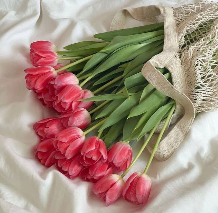 Tulips Library (@tulipslibrary) on Twitter photo 