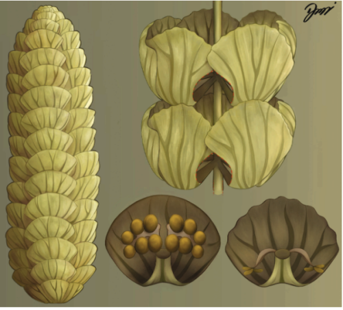 ESCONI's tweet image. Mazon Monday #277: Sphenophyllales from the Mazon Creek flora (Upper Moscovian: Illinois, USA) #fossils #paleontology #MazonMonday #MazonCreek #paleobotany #sphenophyllales #horsetails
esconi.org/esconi_earth_s…